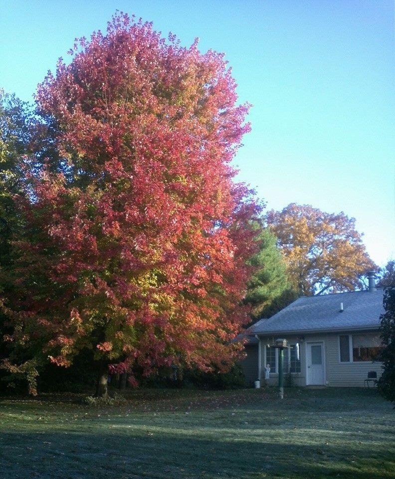 Backyard at Sonny's Acre 2013