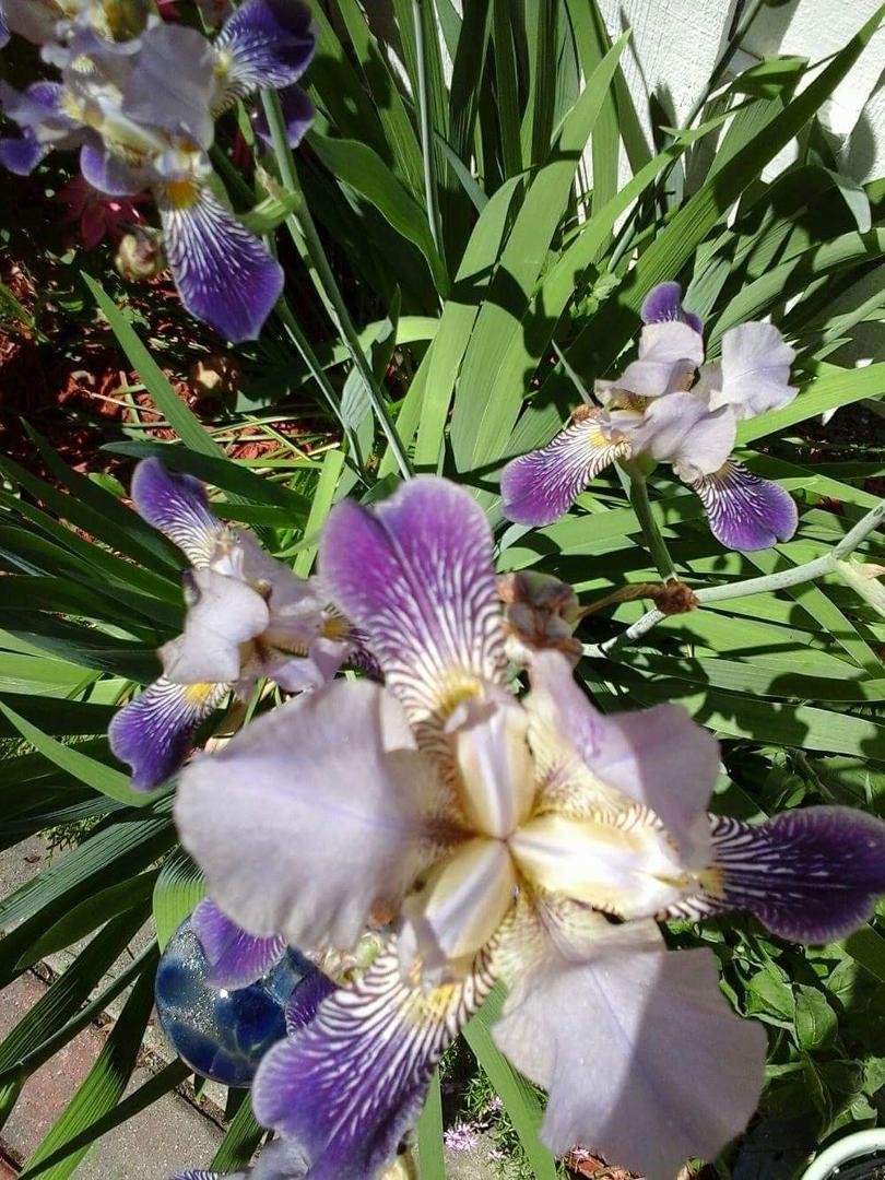 Sharon Schmitt's album, Mobile Uploads