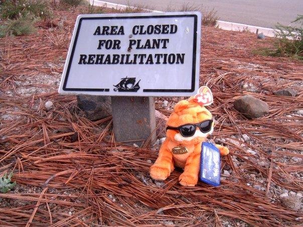 Garfield hang out with the bad plants