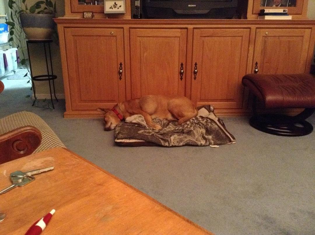 My dog is going to the vet tomorrow to have a large tumor removed from her side. She is a great dog