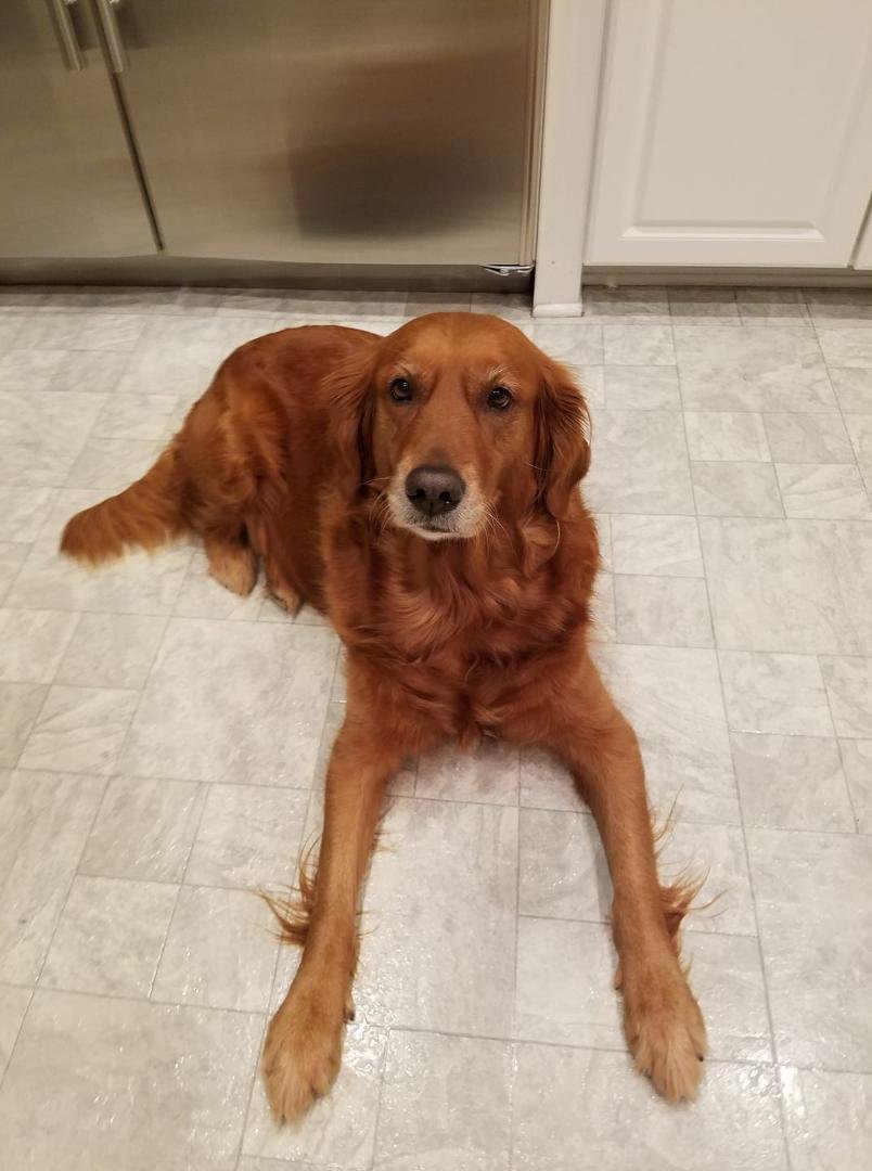 Cece patiently awaits her bedtime treat.