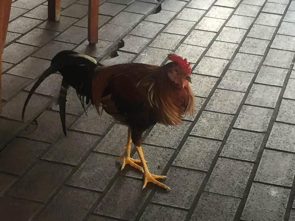 Lunch companion on Wednesday