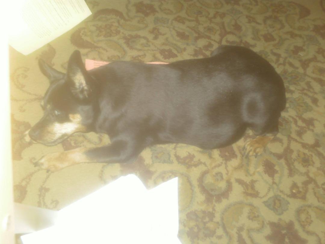 POOR PENNY JUST LAYING AROUND