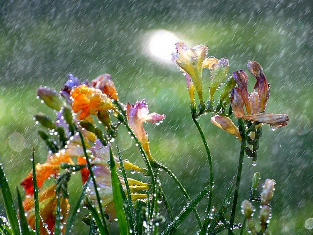 Hosea 6:3 Contemporary English Version - Let's do our best to know the LORD. His coming is as certain as the morning sun; he will refresh us like rain renewing the earth in the springtime.