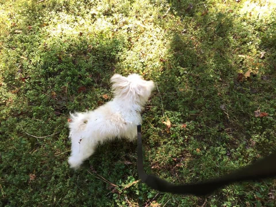 Pop, king of the yard! No fear!! Dig up that grass and growl!!