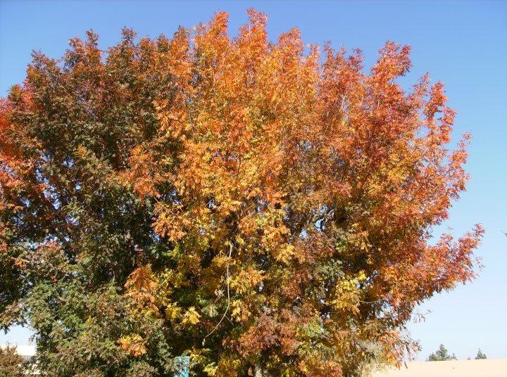 Fall Tree Foliage