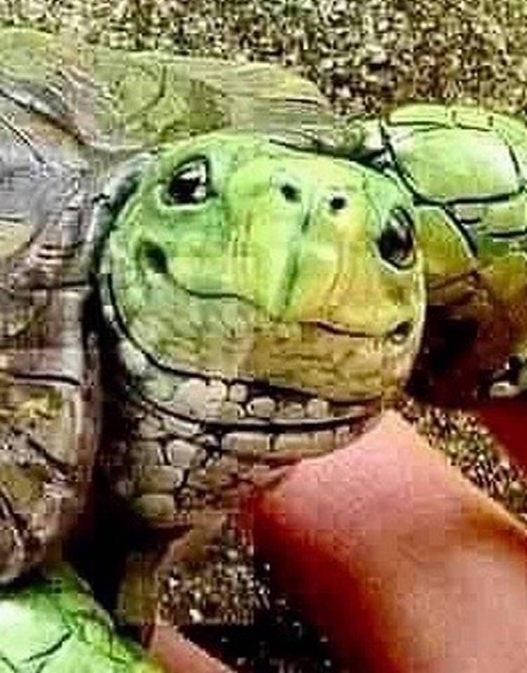 Mitch McConnell!