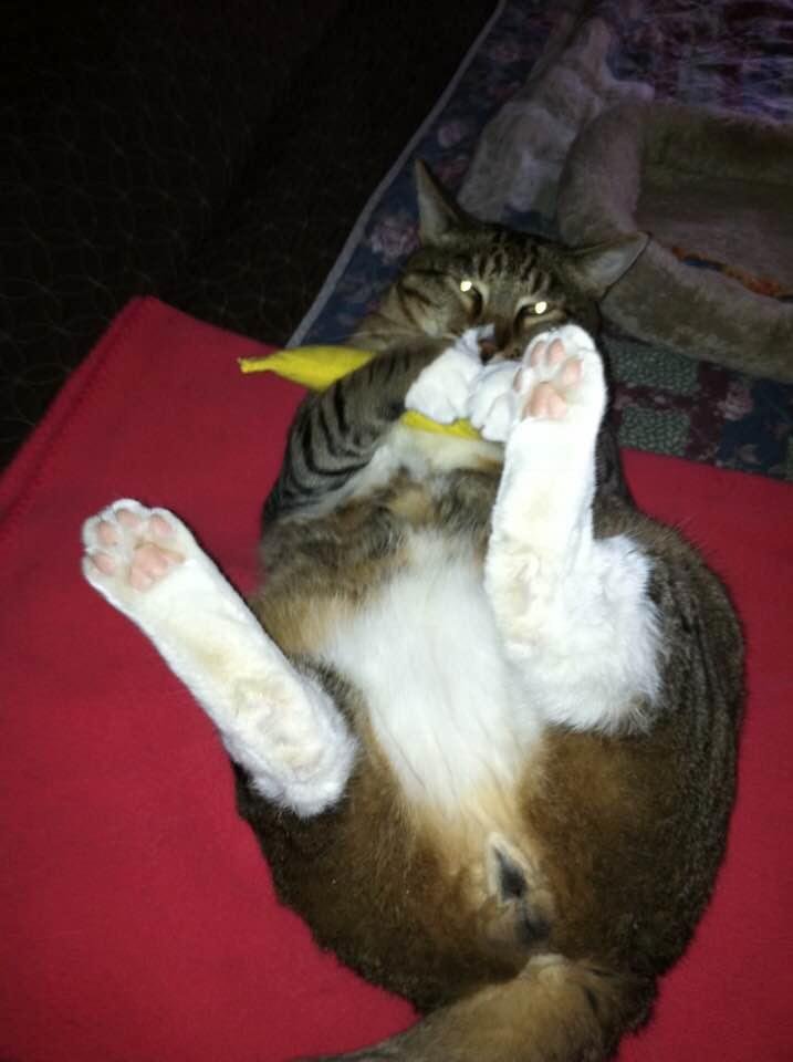 Boots and his banana