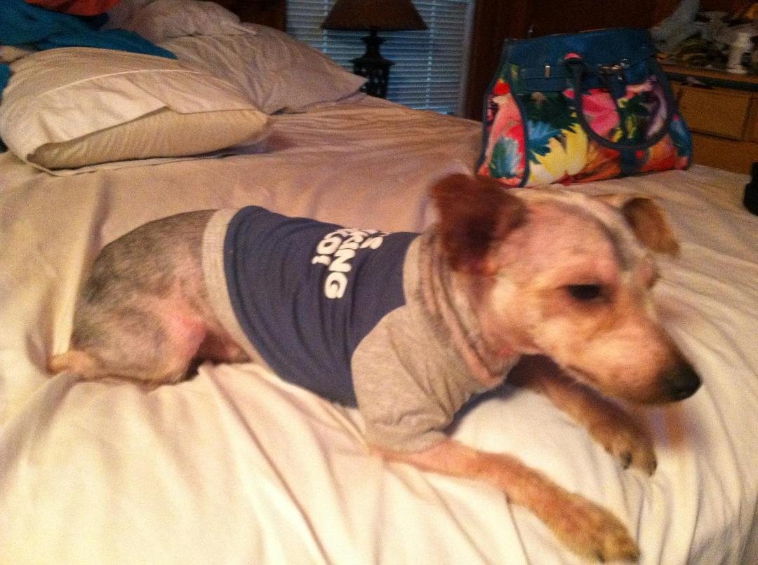 This used to be a purebred yorkie... now he looks like a short tailed, long bodied chihuahua!!! Poor Louie... but he feels way better!!! Drought caused way too many grass burrs...