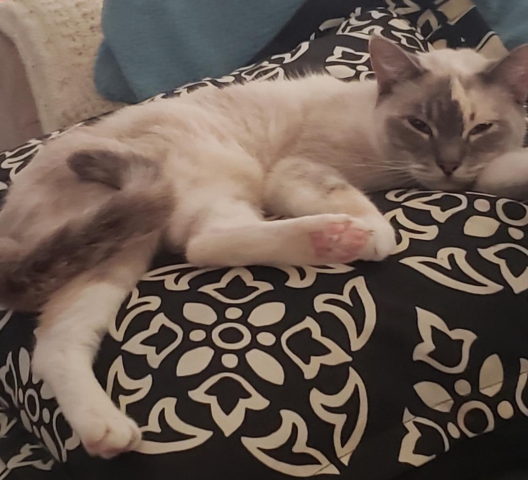 My beautiful Kittiness!!! I miss her so!!!