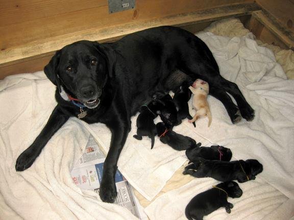 "✿*´`•.¸¸.♥ ☆ ♪ ♫ ♪
♥ - HaPpY BirTHdAy•.¸.☆*✿*
*✿*´`•.¸¸.☆*✿*´`•*´¯`•.¸¸.☆"
Ebbie's second litter of puppies are 3 years old today!!!~