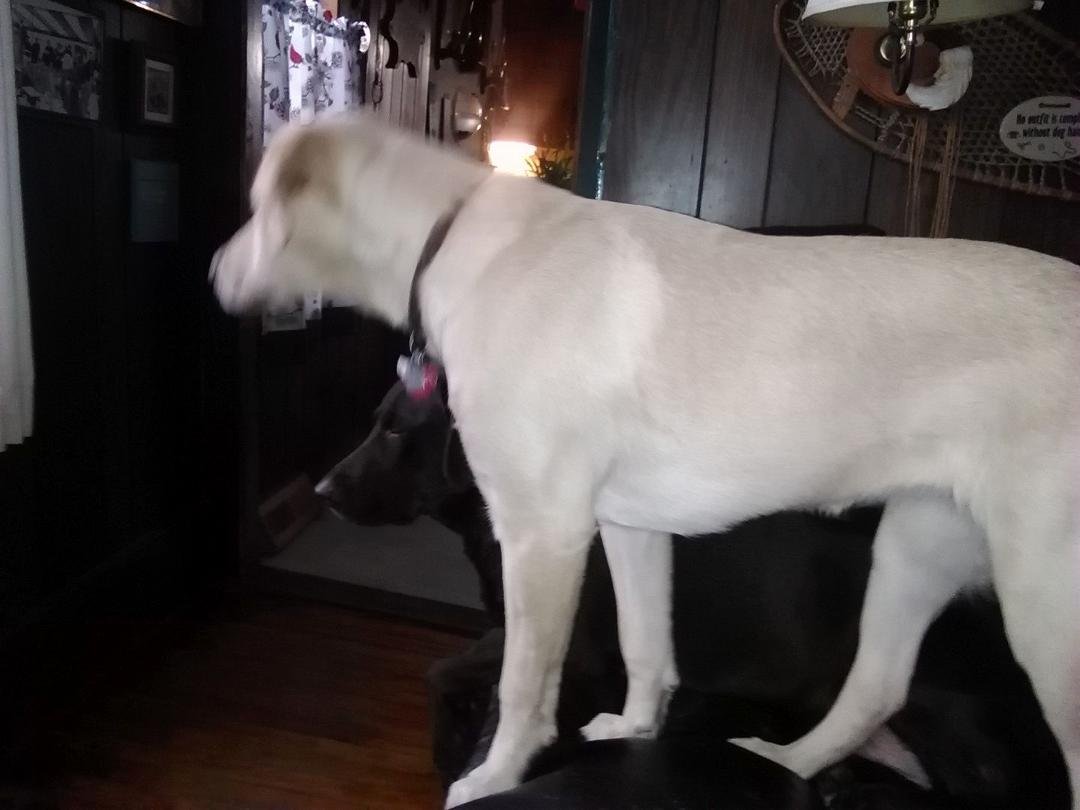 My guard dogs at the ready !