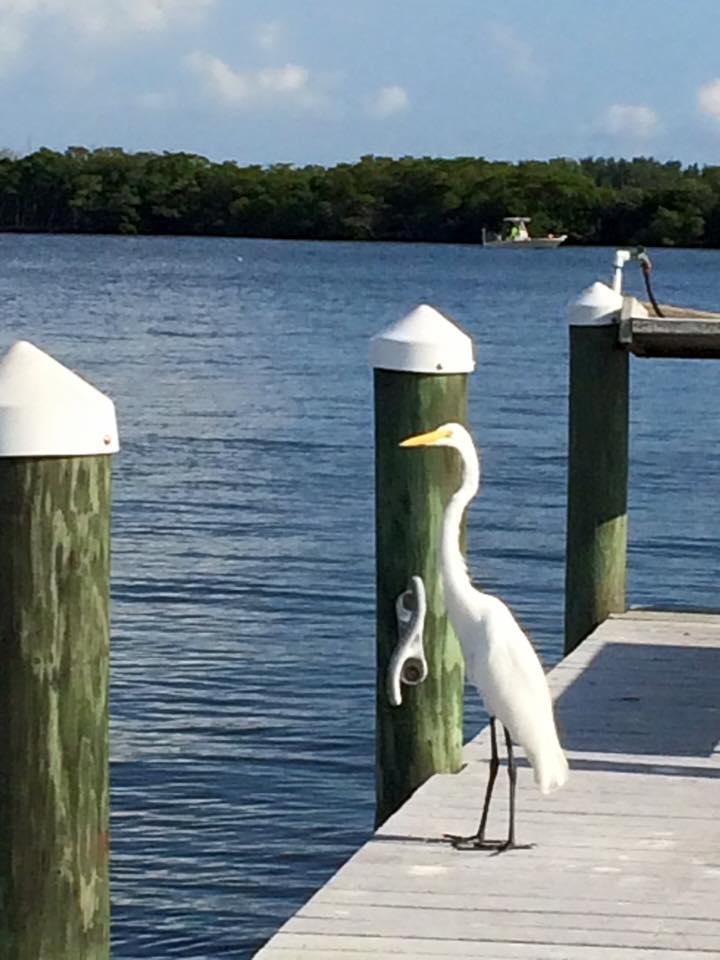 A new drinking buddy on the dock