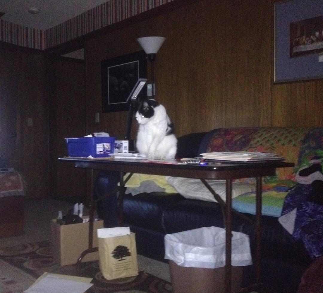My brother Tom and I spent the whole day going through papers and getting everything all neat and tidy. He has succeeded in making everything a bit messy again and seems very pleased with himself. Love my Domino!