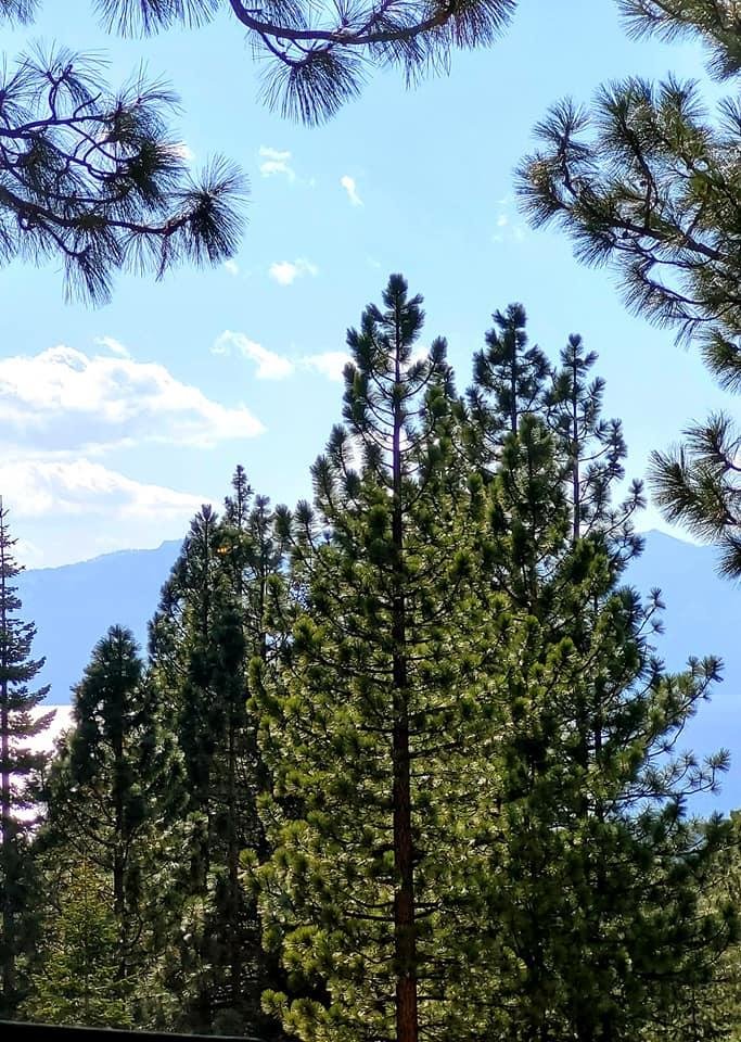 Tahoe trees