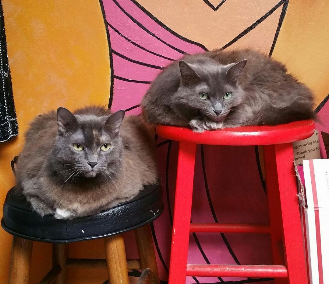 Lizzie Goldie and Daisy Emmy.