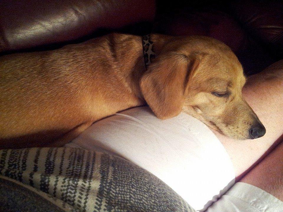 My best reason for not going to the gym...
Honey in my lap.
