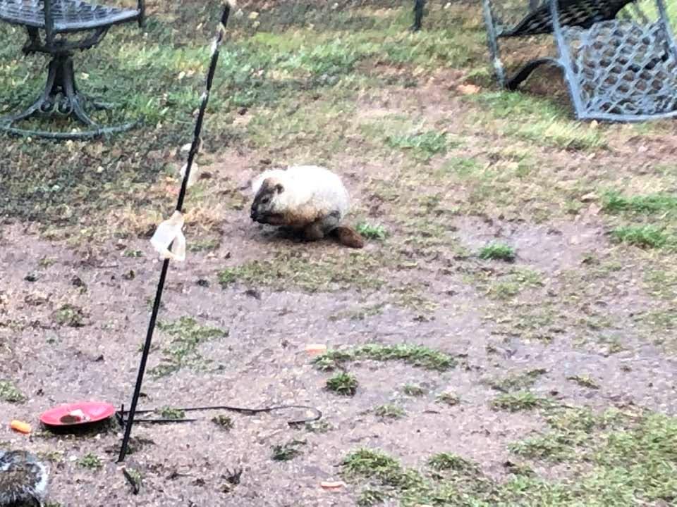 Silly groundhog in our yard last month