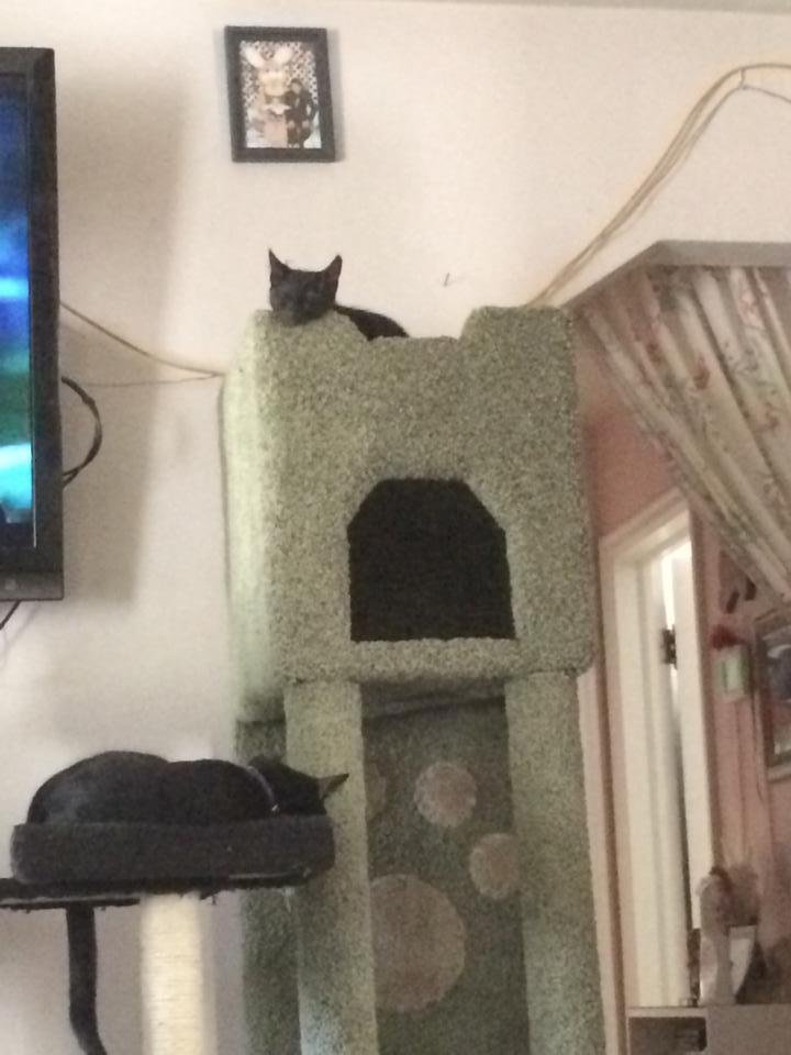 Casper Reed on the lower stand has given up the ruling roost to Jinx the baby kitty.