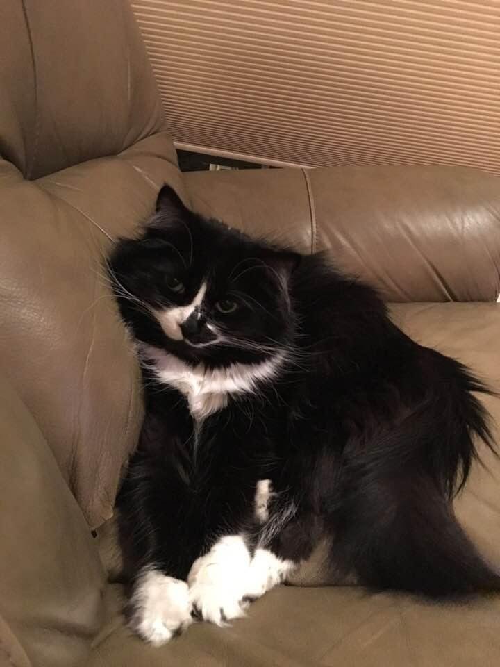 She is not as sweet as she looks.😼