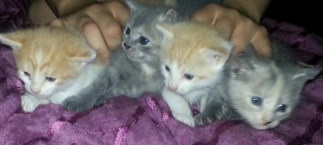 The newest fur babies. About 3 werks now. The diluted calicos are females the white/orange tabby-like ones are male. Theyll be ready to go soon....contact us if interested or know of someone
They're realky adorable will try