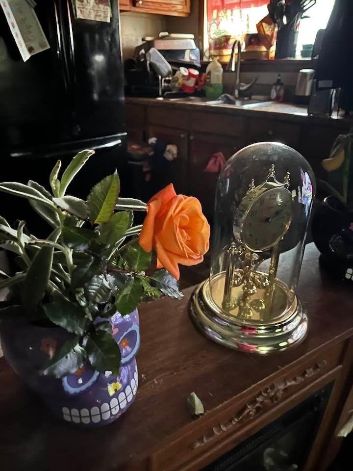Just found this outside this one was bound and determined to grow even through all the ups and downs in the weather so I decided to bring it inside in the warm