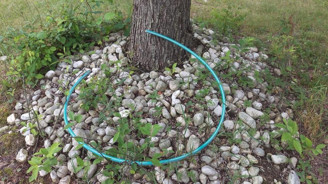 The end of an era. Apparently the storm on Monday finally brought down the hula hoop that my kids " accidently" lodged in our maple tree about 17 years ago