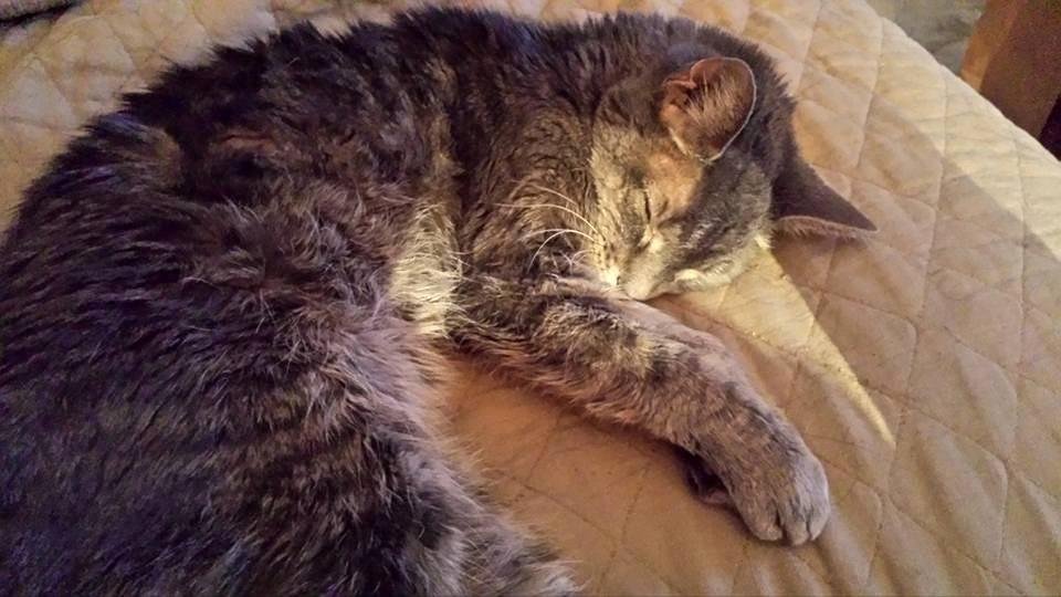 Soft kitty, warm kitty , little ball of fur. Happy kitty, sleepy kitty, purr purr purr.