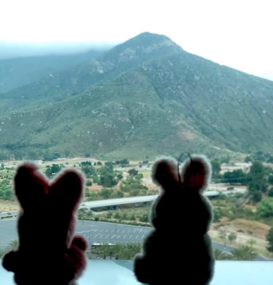 Belinda Andersen’s good luck charms enjoying the view.