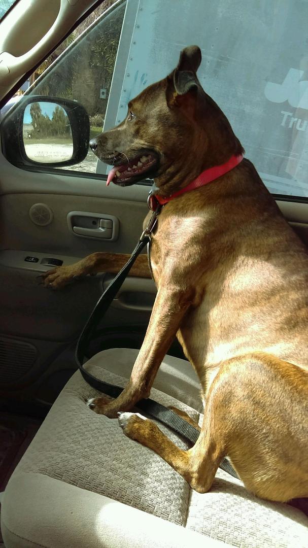 My Sheba riding shotgun! Happy New Year everyone!