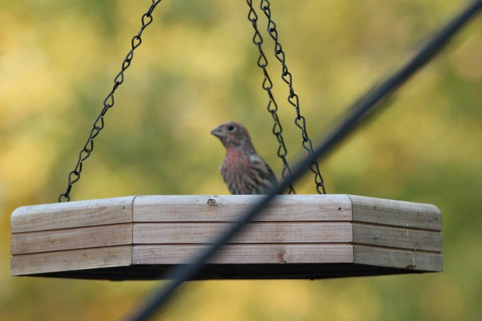 Darin Gustafson's album, Mobile Uploads