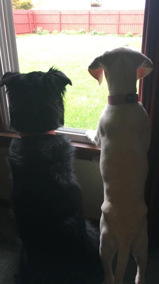 Sisters.....
All Labs Matter