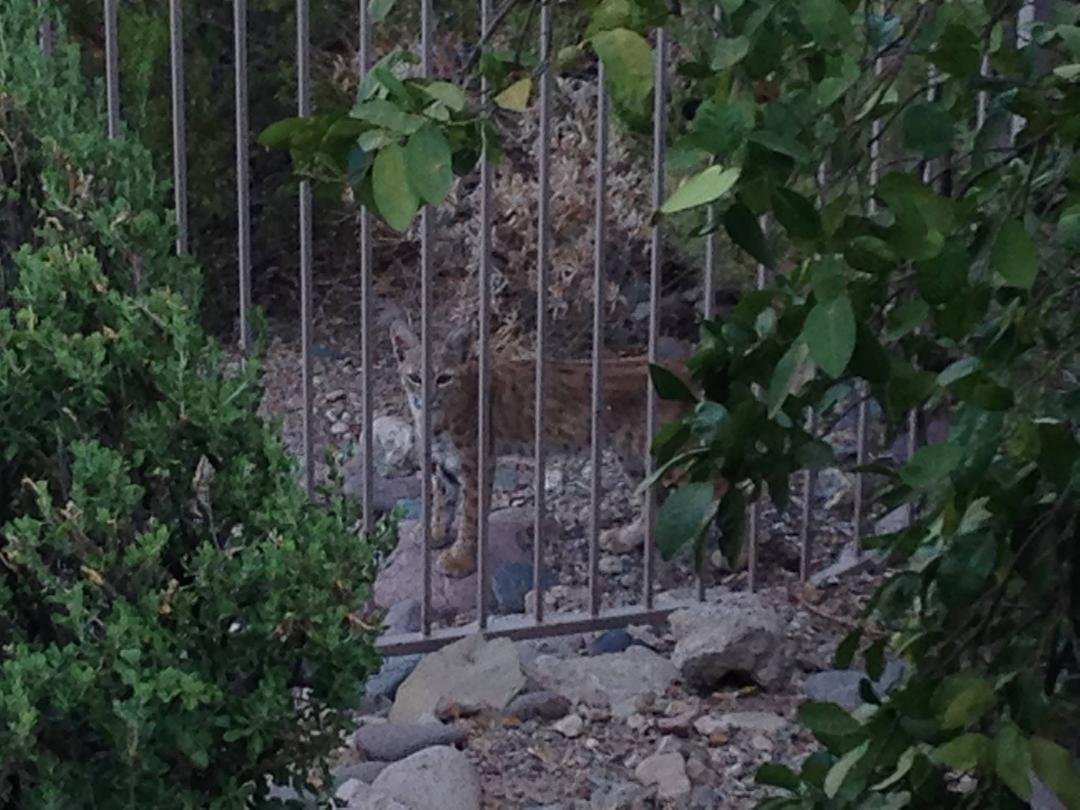 Here kitty, kitty, kitty! Young Bobcat sitting outside of our back fence. First one we've seen in some time.