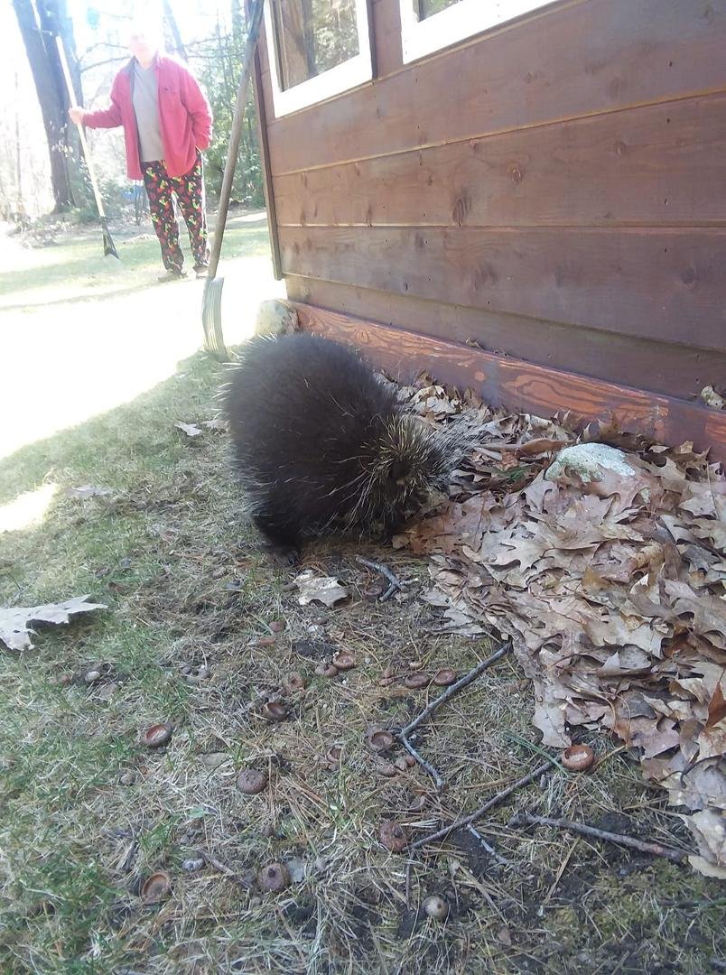 Our resident porky