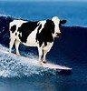 Hot day in calif cows have to keep cool also
