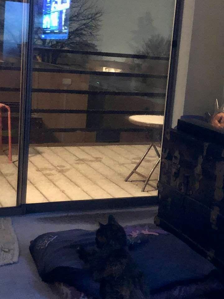 😻 Ms Kitty looking out the windows at the heavy snow coming down ❄️