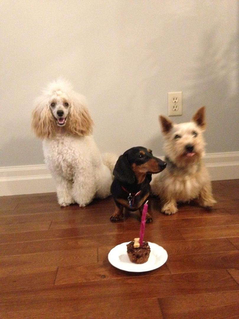 This weekend Jazz (our mini-poodle) celebrated her first birthday with Frankie (a neighbour's dachshund) and Casie (our Norwich terrier) They knocked off the pup-cake in record time. These three girls meet almost daily in