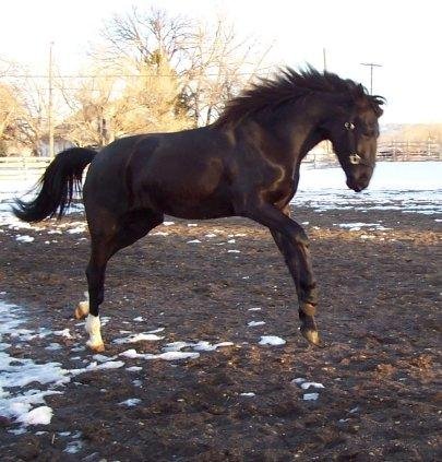 HAPPY BIRTHDAY today STEEL. 20 YEARS OLD! LOVE THIS OLD GUY! FRIESIAN CROSS.
