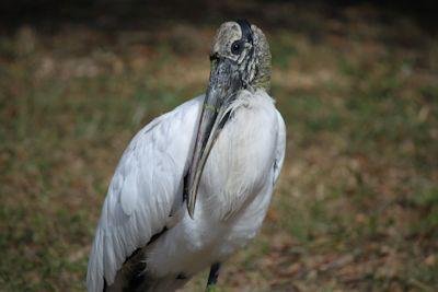 Stork hanging out in the front yard morning of 11/19/2012