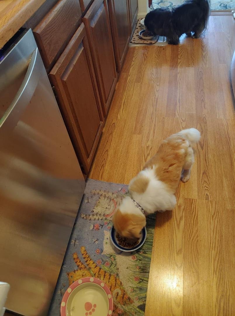 Jackson found his bowl. He and Susie enjoying dinner.