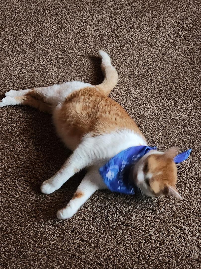 For a cat (Tom)born in 2008 female I think she looks good. Kenzi took her to spa day, I think she liked it.