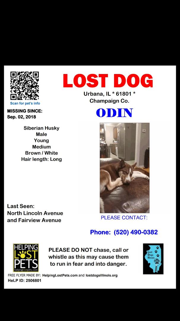 Lost Dog