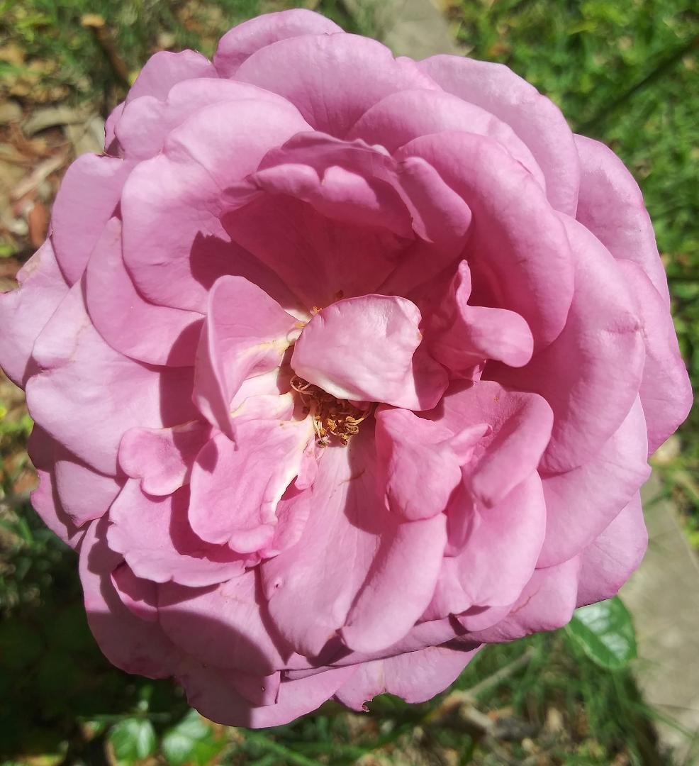 My favorite rose!