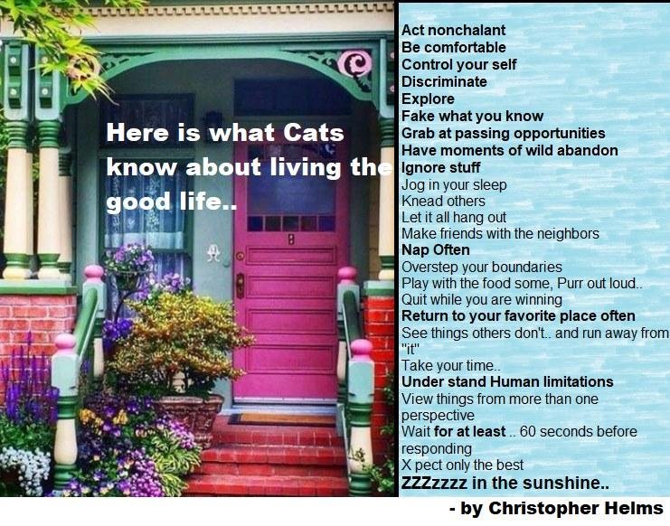 Be a cat - written by my brother!