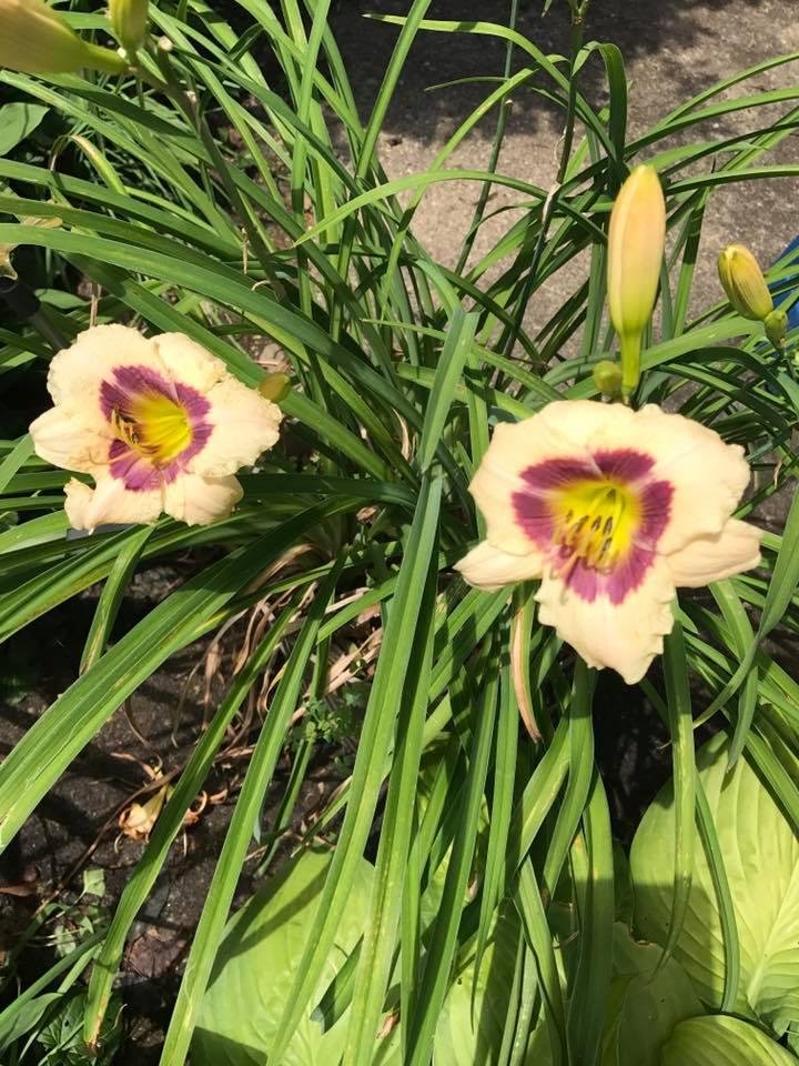 Connie Schwein's album, Mobile Uploads