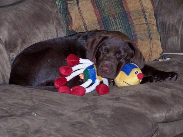 John DeMais' album, Labs