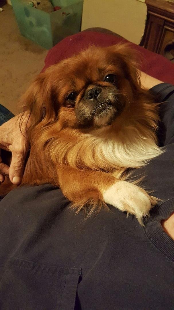 My peke boy, Bandit, has a terrible hacking cough, this is the third day, Worried about him so he is going to vet shortly. Please cross all paws that he is OK.