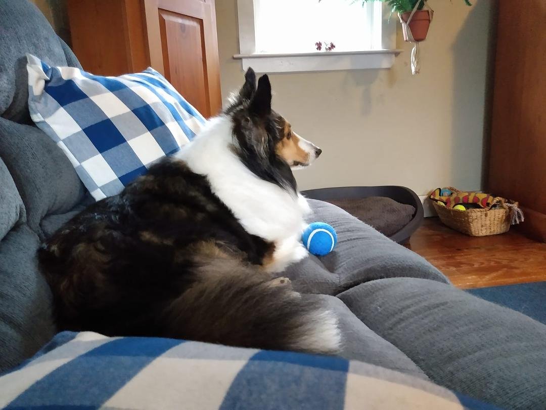 Now Lacie is playing "Keep Away" with the ball. Benny is not impressed.