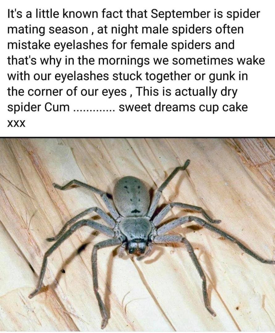 👀For all you spider lovers👀