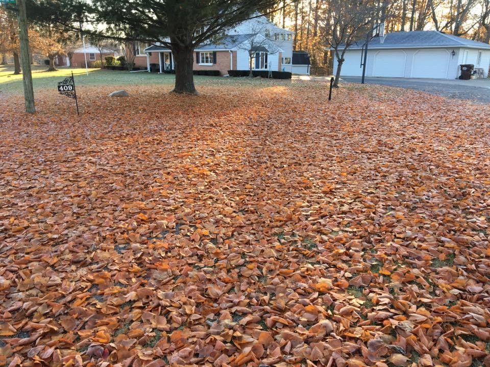 Nature’s carpet. Standing in our yard looking toward the neighbor’s house. Mother Nature can never make up her mind. She puts this carpet down every year knowing it will always get removed. However, she really does use colo